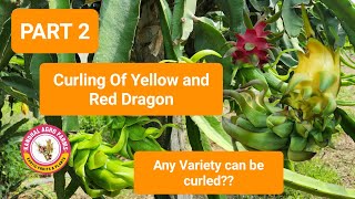 Curling the bracts of Dragon fruit PART 2 update [upl. by Joeann]