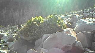 American pika Ochotona princeps adds plants to its overwinter cache [upl. by Alice264]