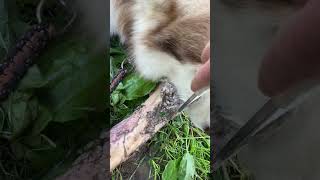 All Gone Tick Technique Worked tickremoval doggroomingtips alaskanmalamutes [upl. by Atte]