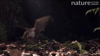 Greater mouseeared bat Myotis myotis catching prey Germany captive [upl. by Georgia434]