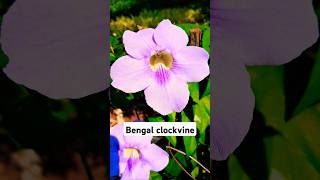 Thunbergia Grandiflora popularly known as the Bengal Clockvine [upl. by Enneyehs753]