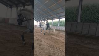 Galloping Dressage Dressagetraining Horseriding Rider Horsetraining Practice Training [upl. by Echikson374]