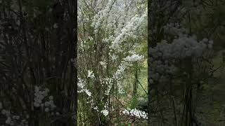 Bridal Wreaths Spirea early Spring blooming plant taking cuttings for a floral arrangement shorts [upl. by Allesiram300]