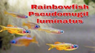 Rainbowfish Pseudomugil luminatus  aka Red Neon Blue Eye  New fish [upl. by Carlyle]