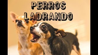 10 PERROS LADRANDO FUERTE 🐩 PERROS cachorro LADRANDO🐶 PERRO LADRANDO FUERTE [upl. by Zurciram]