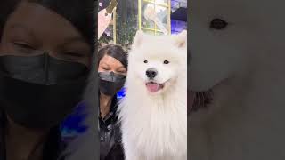 Come to the Samoyed Cafe with us [upl. by Arodoeht]