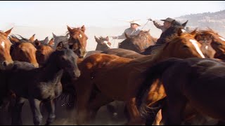 Wild horse roundup for branding documentary filmed in Douglas Lake area BC Canada [upl. by Aivatra]