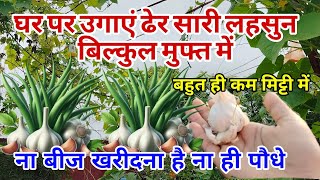 बिना मेहनत के छत पर फ्री में लहसुन उगाएंछोटे से छोटे गमले मेंHow To Grow Garlic At Home gardening [upl. by Nahte]