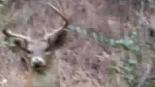 Twenty Five Point Whitetail Buck [upl. by Estevan]