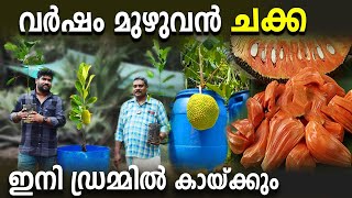 വര്‍ഷം മുഴുവന്‍ ചക്ക ഇനി ഡ്രമ്മില്‍ കായ്ക്കും  ഡ്രമ്മിലെ ചക്കയ്ക്ക് മധുരം കൂട്ടാനുള്ള എളുപ്പ വഴി [upl. by Balling113]