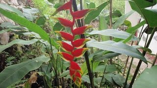 Growing the Hanging Lobster Claw Heliconia rostrata [upl. by Coh]