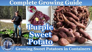 How to Grow Sweet Potatoes in Containers  Complete Growing Guide [upl. by Urata790]