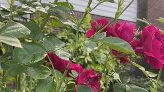 Spotted lanternflies hatching across Pa experts urge people to help contain the invasive species [upl. by Sumahs]