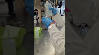 Ingeniería Química Industrial👩‍🔬💜 esiqie química study studyvlogs viral [upl. by Airamanna]