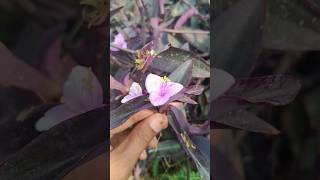 How to grow purpal 💜💜heart cutting plant viralvideo music gardening [upl. by Flin]