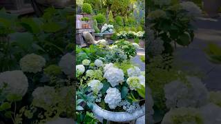 white hydrangeaгортензияgardenгортензіяflowers parkjardinshortsアジサイсадnature [upl. by Eimmij]