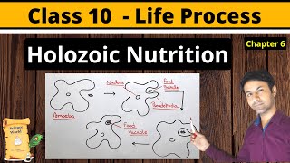 Holozoic Nutrition  What is holozoic nutrition  holozoic nutrition in amoeba  Class 10 Science [upl. by Ledif]