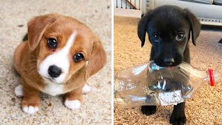 Cute baby animals Videos Compilation cutest moment of the animals  Cutest Puppies 2 [upl. by Eelarol]