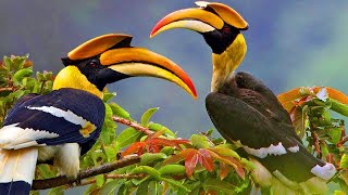 Cute Hornbill fly to ripe near home hornbill [upl. by Joachim252]