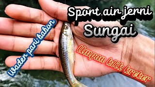 mancing wader pari babon  sport air jerni  umpan klik kraker dan cara sttings [upl. by Nawd]