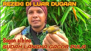 BARU KALI INI SAYA MIKAT DAPAT BURUNG SOGON ALBINO LANGKA DAN GACOR [upl. by Royd876]