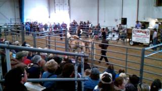 Harley Troyer Draft Horse Auction Spring 2011  Haflinger Horses [upl. by Dorry]