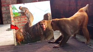 Mirror Vs Monkeys  Mirror Prank on MonkeysPart 4  Try Not To Laugh [upl. by Havstad]