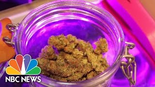 Legalized A Year In The Life Of Colorados Legal Weed Experiment  NBC News [upl. by Spevek]