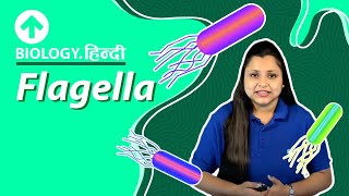 Flagella  Hindi  Biology [upl. by Nylteak672]