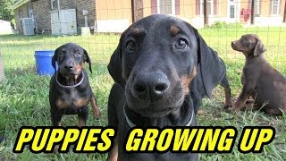 Doberman pinscher puppies growing to 8 weeks [upl. by Yromem555]