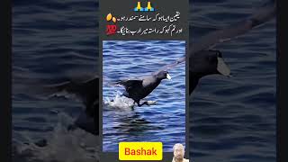 Rasay Mera RAB bnata hai birdsfly birds urdu quotes fly urdupoetry [upl. by Nepean]