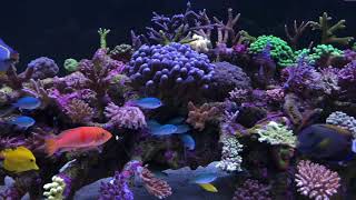 Wesley’s reef first video Philips CoralCare GEN2 [upl. by Gualtiero524]