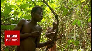 Congo The pygmies of Boyanga  BBC News [upl. by Antonina]