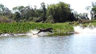 Jaguar Hunting Crocodiles [upl. by Valenza258]