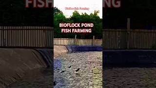 Bio Flock Fish Farming shorts [upl. by Atrebor]