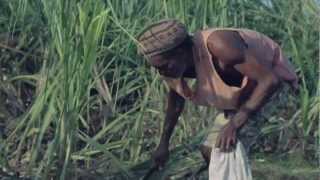 TYDAL KAMAU  TELL DEM FI FARM  OFFICIAL VIDEO FOCUS RIDDIM [upl. by Ahsitil462]