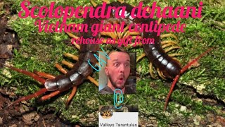 How I keep Scolopendra dehaani rehouse [upl. by Kerri186]