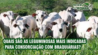 Quais são as leguminosas mais indicadas para consorciação com braquiárias [upl. by Balliett]