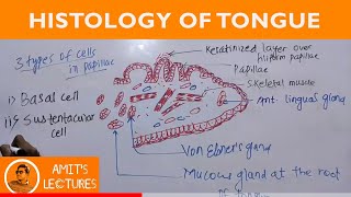 How to draw histological diagram of Tongue in 2 minutes  Rapid Histology  Amits Lectures  UHS [upl. by Hawkie]