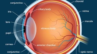 CLASS 10 Hypermetropia HyperopiaFarsightednessor Longsightedness [upl. by Maddalena229]