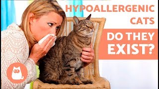 Are There Really HYPOALLERGENIC CAT BREEDS 🐱 [upl. by Stahl]