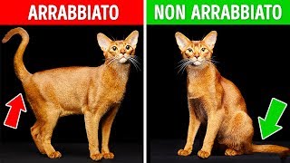 Se il Tuo Gatto si Comporta Così NON Preoccuparti [upl. by Ahsok395]