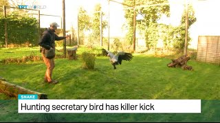 Hunting secretary bird has killer kick [upl. by Nafri]