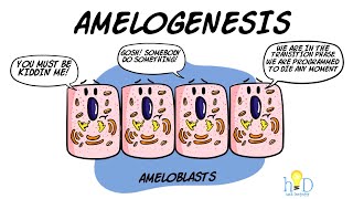 Amelogenesis  HackDentistry [upl. by Melak360]