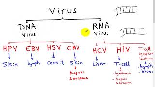 carcinogenesis 3 ONCOVIRUS  DR SAMEH GHAZY [upl. by Eelarat791]