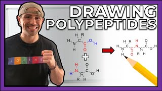 Intro to Peptides and Drawing Polypeptides [upl. by Eimat775]