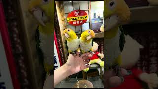 Whitebellied Parrot 🦜🦜birds parrot 鸚鵡 鸚鵡日常 lovebirds birdslover 凱克鸚鵡 [upl. by Lyudmila]