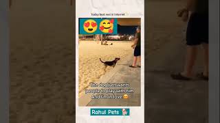 Dog need play with me 🥰🥰🥰funny rahulpets funnypets doglover shortsfeed shorts [upl. by Azarcon364]