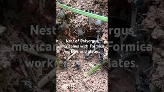 Nest of Polyergus mexicanus with Formica workers and alates [upl. by Katy]