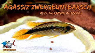 Der AgassizZwergbuntbarsch  Apistogramma agassizii  ADVENTdicted Adventskalender  Türchen 16 [upl. by Clorinde]